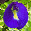 Aparajita Butterfly Pea Blue Clitoria Flower Seeds