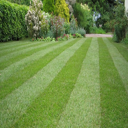 Imported English Lawn Grass Seeds