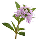 Savory Winter Herb Seeds