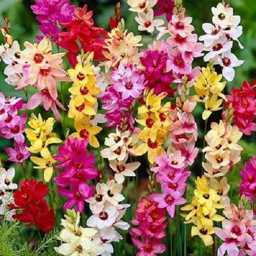 Ixia Flower Bulbs Mix Colour