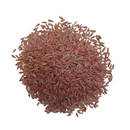 Lettuce Lolla Rossa Salad | Exotic Vegetable Seeds