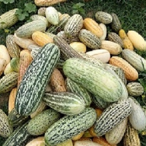 Long Foot Kachri Desi Seeds | Vegetable Seeds