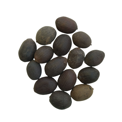 kamal flower seeds Lotus Flower Seeds