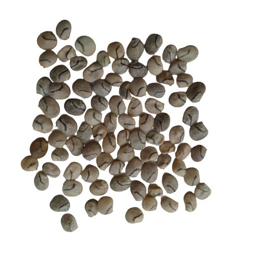 lupine flower seeds Lupins Mixed Color Flower Seeds