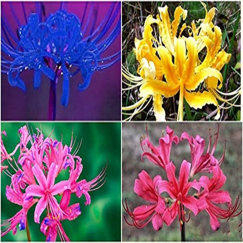 Lycoris Lily Mixed Color Flower Bulb