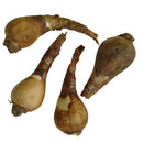 Lycoris Lily Any Color Flower Bulb