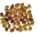 White Moonflower Plant Seeds