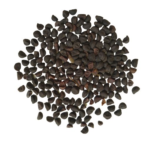 morning glory flower seeds Morning Glory Ipomoea Creeper Any Color Flower Seeds