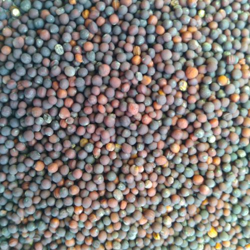Mustard Sarso Saag Leaves | Vegetable Seeds