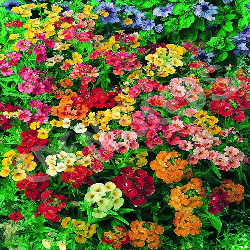 Nemesia Carnival Mixed Colors Flower Seeds