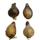 Nerine Lily Any Color Flower Bulb