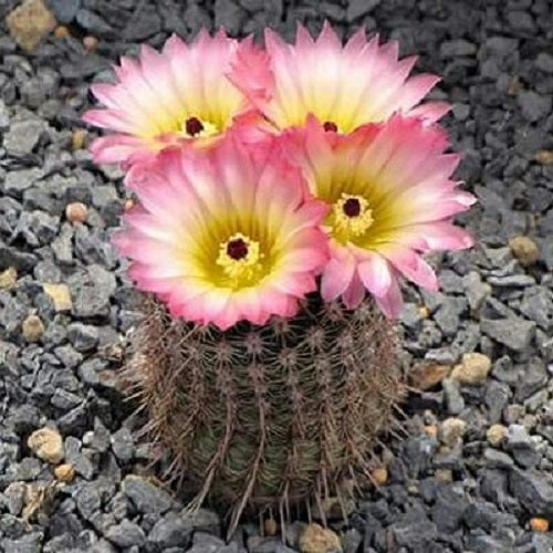 Notocactus Rutilans Cactus Flower Seeds (Set of 10 Seeds)