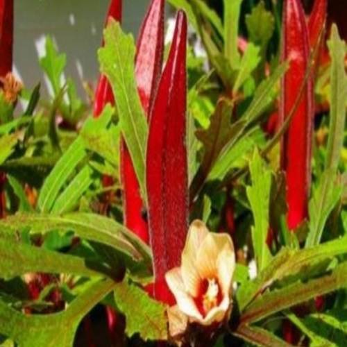 Okra Bhindi Scarlet Red | Exotic Vegetable Seeds