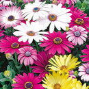 Osteospermum Flower Seeds