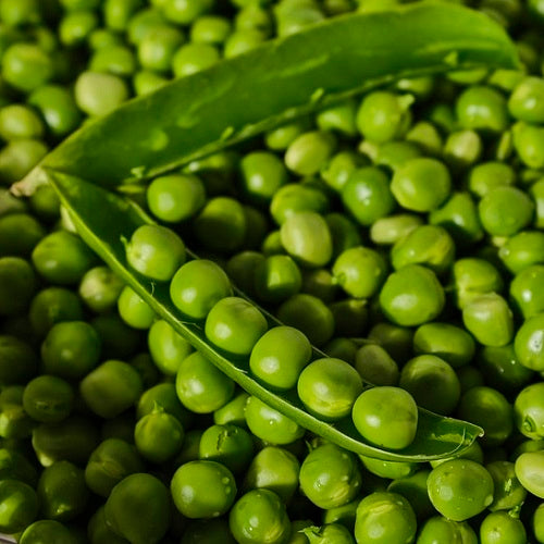 Imported Peas OS-10 Vegetable Seeds