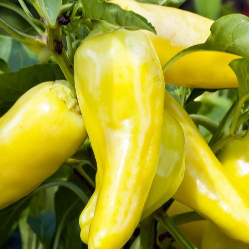 Pepper Sweet Banana Chilli Seeds | Exotic Vegetable Seeds