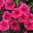 Petunia Grandiflora Rose Color Flower Seeds