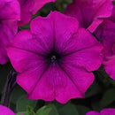 Petunia Grandiflora Violet Color Flower Seeds