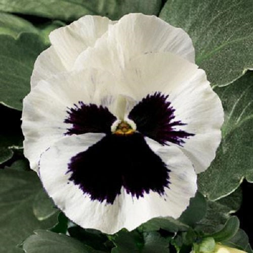 Pansy F1 White Blotch Flower Seeds