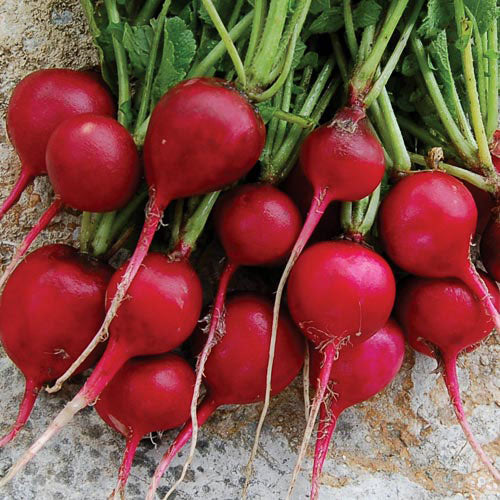 Radish Red Globe | Vegetable Seeds