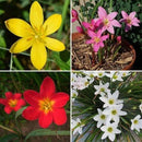 Rain Lily Bulb Zephyranthes Any Color Flower Bulbs (Pack of 05 Bulbs)