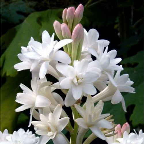 Rajnigandha Tuberose Flower Bulbs