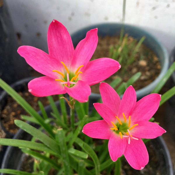 rain lily flower seeds Rose Pink Rain Lily Zephyranthes Flower Bulbs