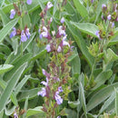 Sage Herb Seed