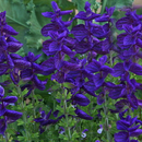 Salvia Faranecia Blue Color Flower Seeds