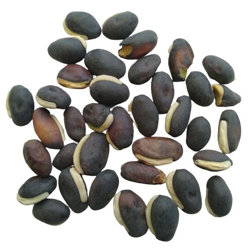 Sem Fali Lima Flat Beans Swati | Vegetable Seeds