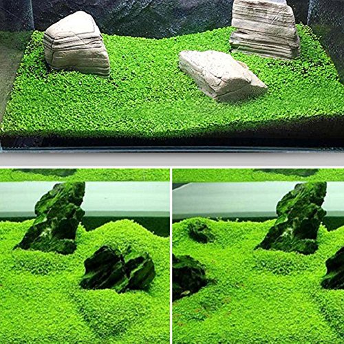 aquatic plants seeds online Small Leaf Aquarium Plant Seeds