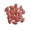 Squash Zucchini Black Beauty | Vegetable Seeds