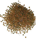 Stock Matthiola Incana Mixed Color Flower Seeds