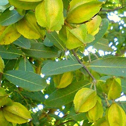 Terminalia Arjuna Carambola Kamrakh Plant Seeds | Fruit Seeds