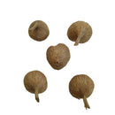 Tritonia Any Color Flower Bulbs