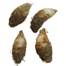 Rajnigandha Tuberose Single Petal Flower Bulbs