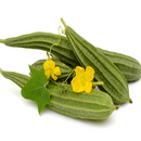 Ridge Gourd Kharra Tauri Dhari Wali Seeds | Vegetable Seeds