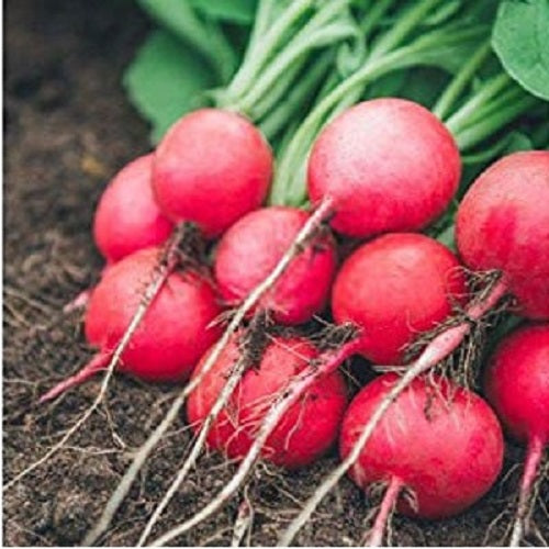 Turnip Red Ball Shalgam | Vegetable Seeds