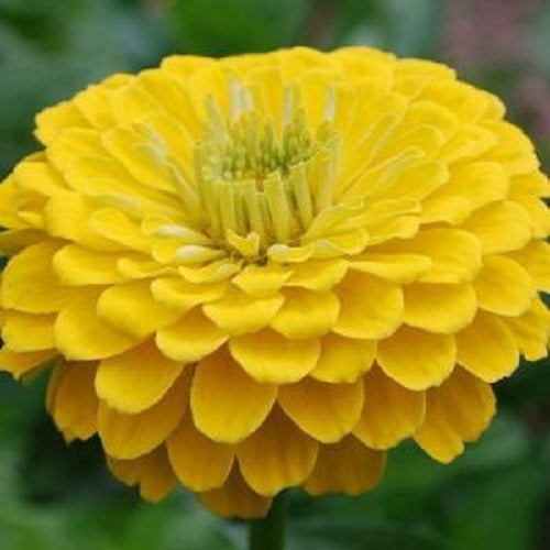 Zinnia Double Yellow Color Flower Hybrid Seeds