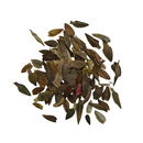 Zinnia Double Purple Color | Flower Seeds