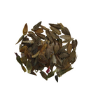 Zinnia Double Scarlet Mixed Color Flower Seeds