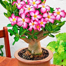 Adenium Desert Rose Live Plant Seedling