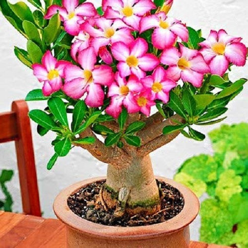 Adenium Pink with White Color | Flower Seeds