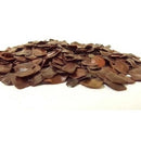 Amaltas Yellow Flower Seeds | Flower Tree Seeds