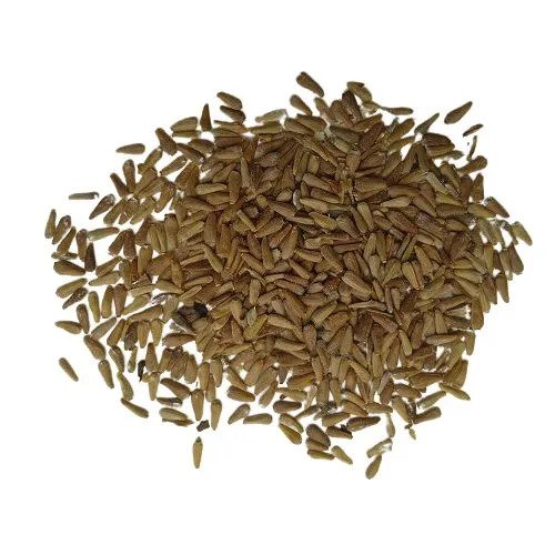princess flower seeds Aster Princess Mixed Color