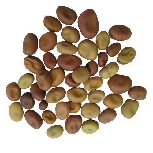 Fava Beans Bakla Vegetable Seeds