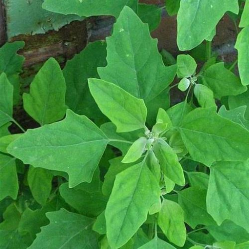 Bathua Desi Seeds | Vegetable Seeds