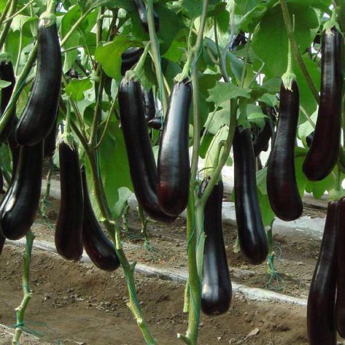Brinjal Long Baingan | Vegetable Seeds