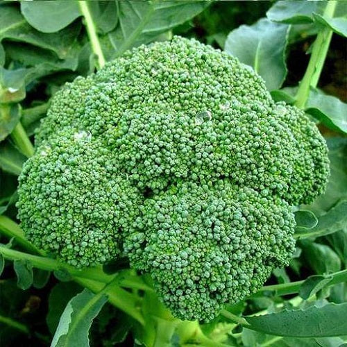 Broccoli F1 | Vegetable Seeds