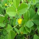 Bur clover (Medicago polymorpha) Flower Seeds